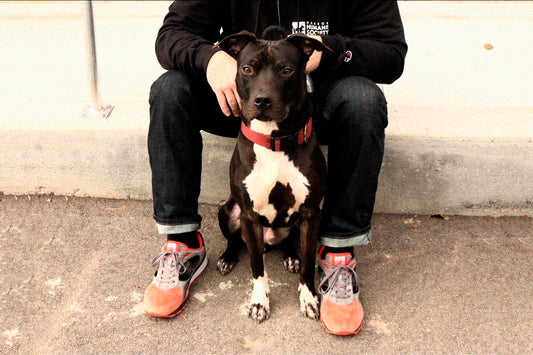 HARBOR HUMANE SOCIETY ADOPTION EVENT